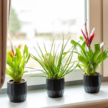 Brick Loft Premium Lägenhet Gdańsk